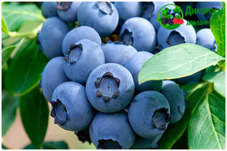 синяя ягода голубика